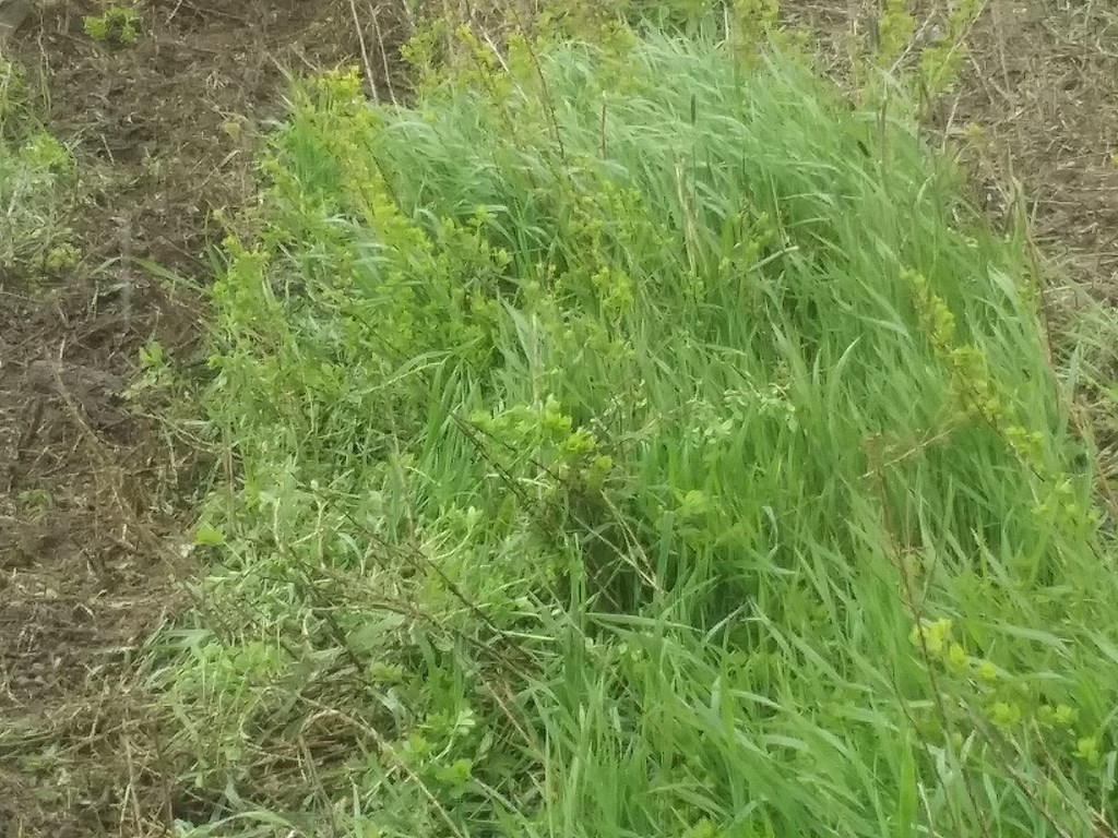 Christopher Greaves SecondEssays_20240606_155754.jpg